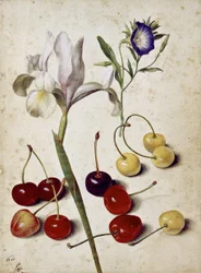 Spanish Iris, Morning Glory, and Cherries